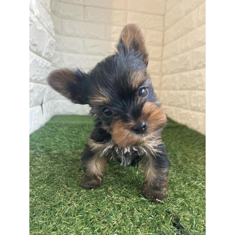 販売中の岡山県のヨークシャーテリア-432555の4枚目