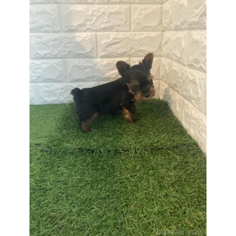 販売中の岡山県のヨークシャーテリア-432555の2枚目