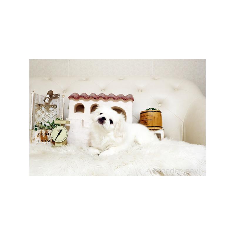 販売中の佐賀県のペキニーズ-418165の2枚目