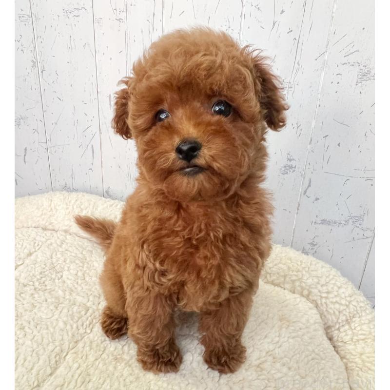 販売中の千葉県のトイプードル-426721の3枚目