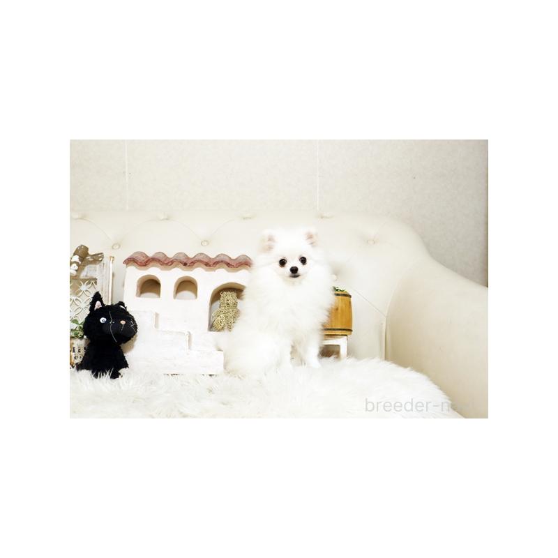 販売中の佐賀県のポメラニアン-419100の3枚目