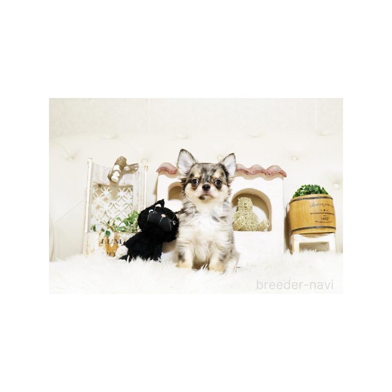 販売中の佐賀県のチワワ(ロングコート)-427728の5枚目