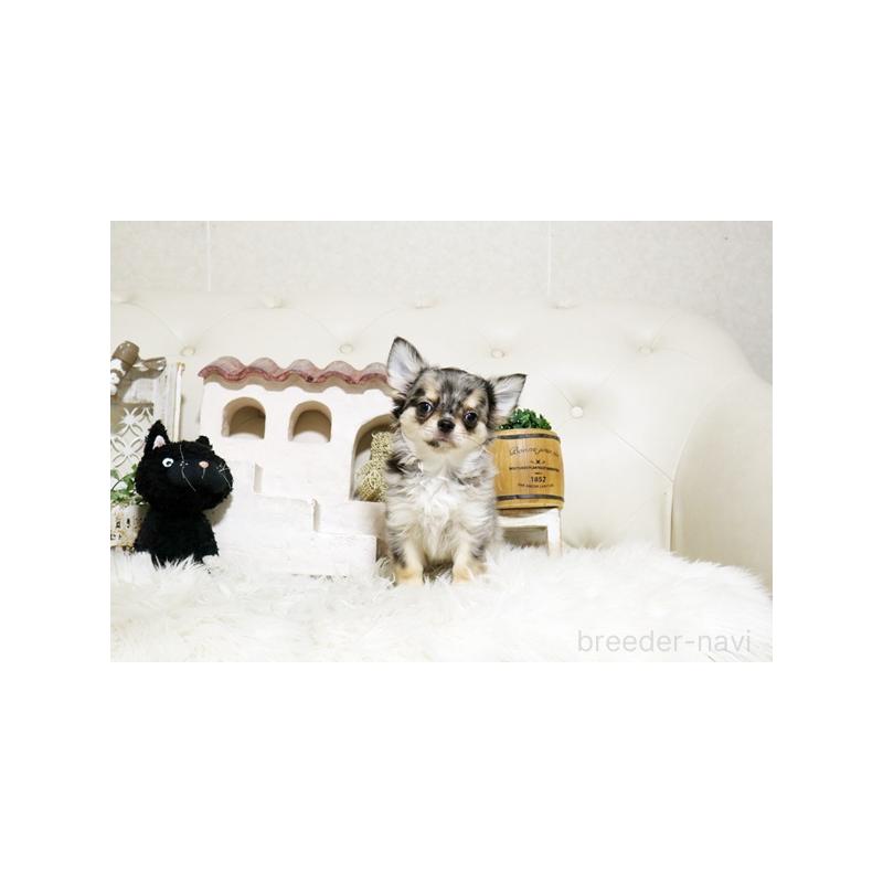 販売中の佐賀県のチワワ(ロングコート)-427728の3枚目