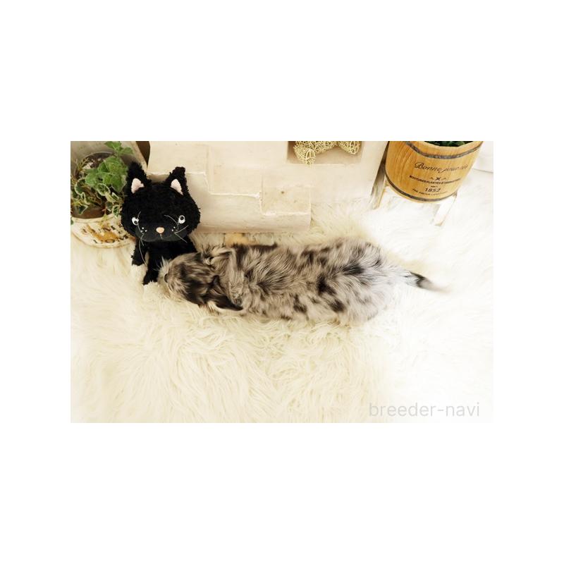 販売中の佐賀県のチワワ(ロングコート)-427728の2枚目