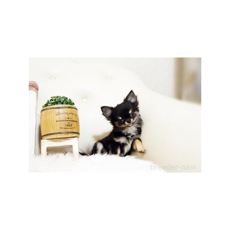 販売中の佐賀県のチワワ(ロングコート)-427729の5枚目