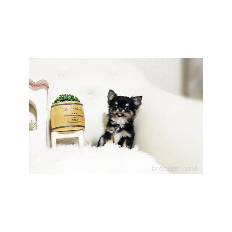 販売中の佐賀県のチワワ(ロングコート)-427729の4枚目