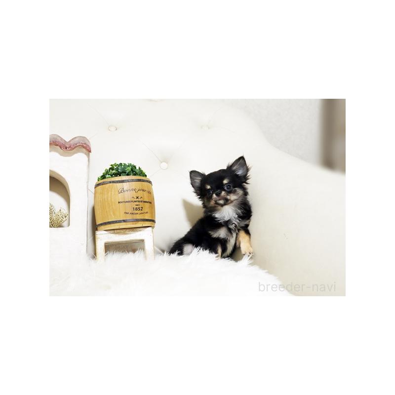 販売中の佐賀県のチワワ(ロングコート)-427729の3枚目