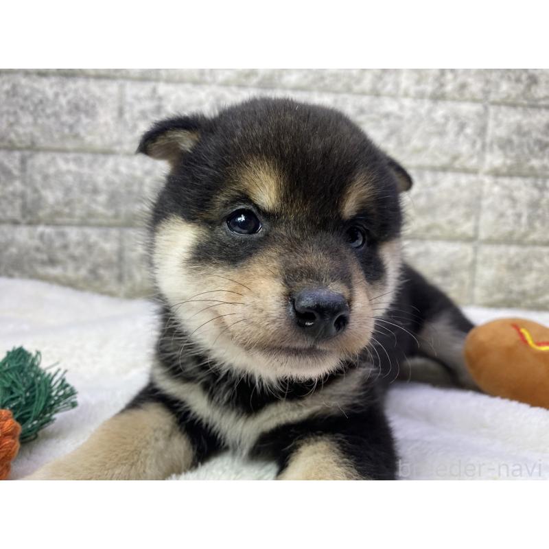 販売中の茨城県の柴犬-432556の5枚目