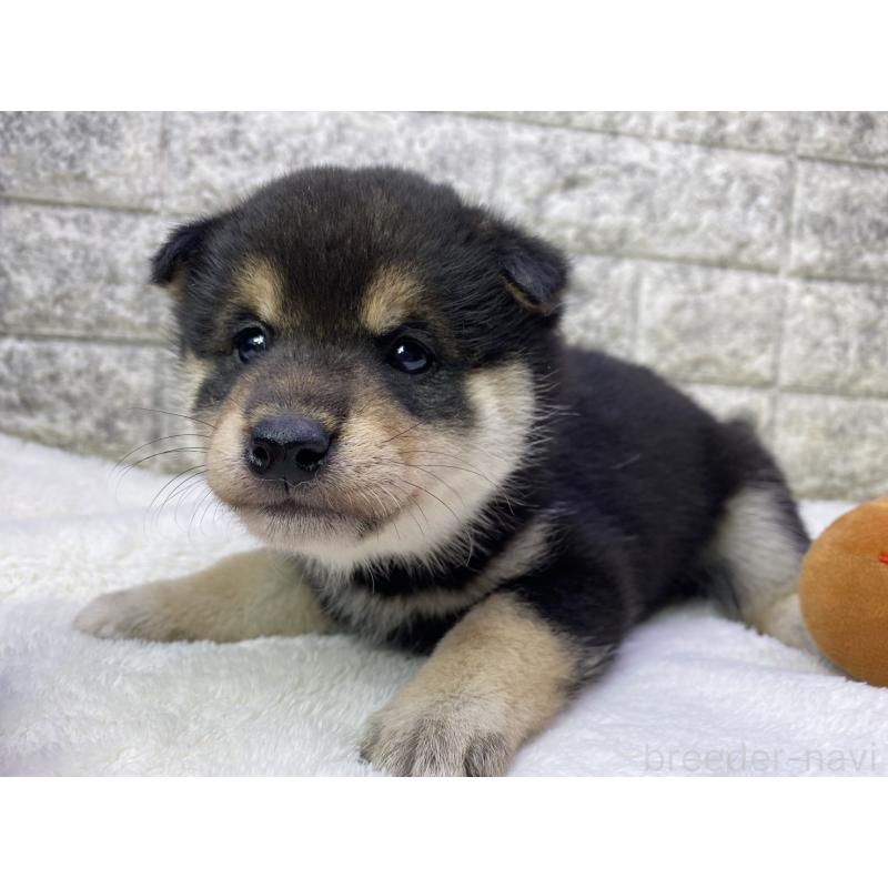 販売中の茨城県の柴犬-432556の4枚目