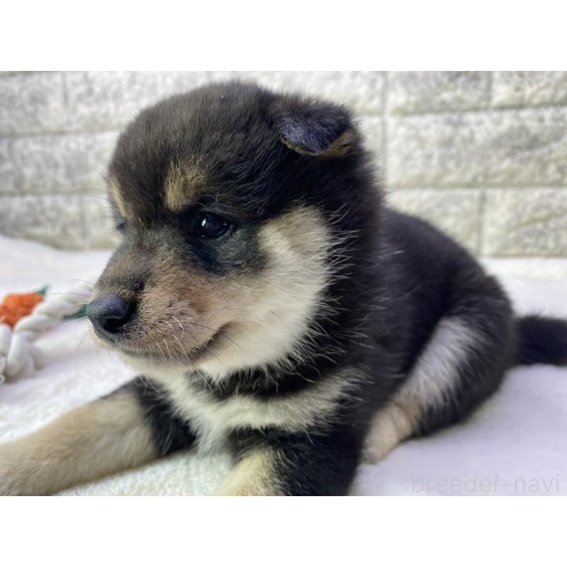 販売中の茨城県の柴犬-432556の3枚目