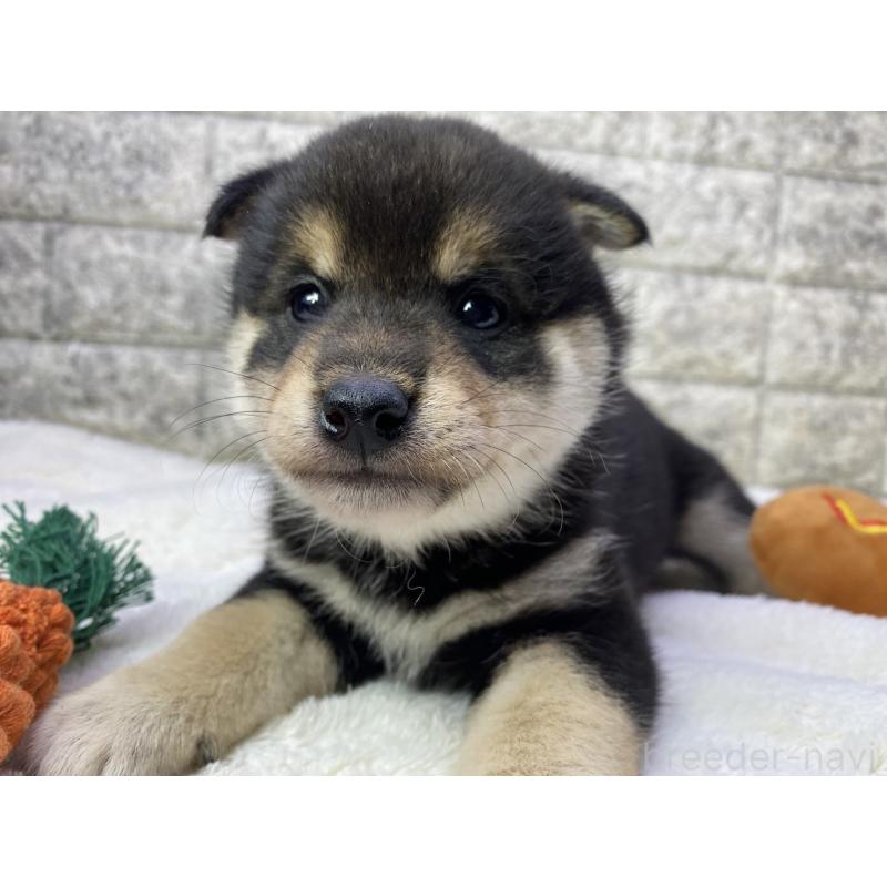 販売中の茨城県の柴犬-432556の2枚目