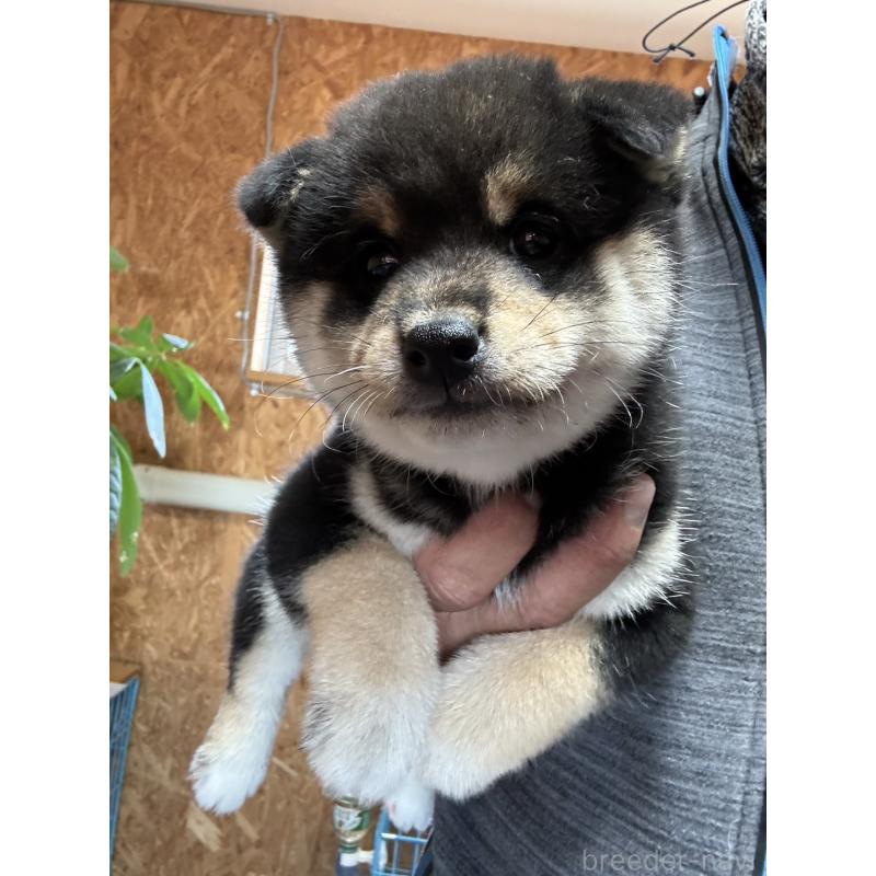 販売中の茨城県の柴犬-432556の1枚目