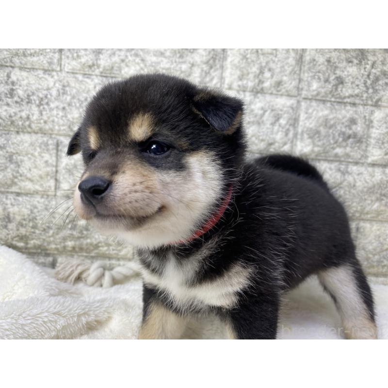 販売中の茨城県の柴犬-432557の5枚目