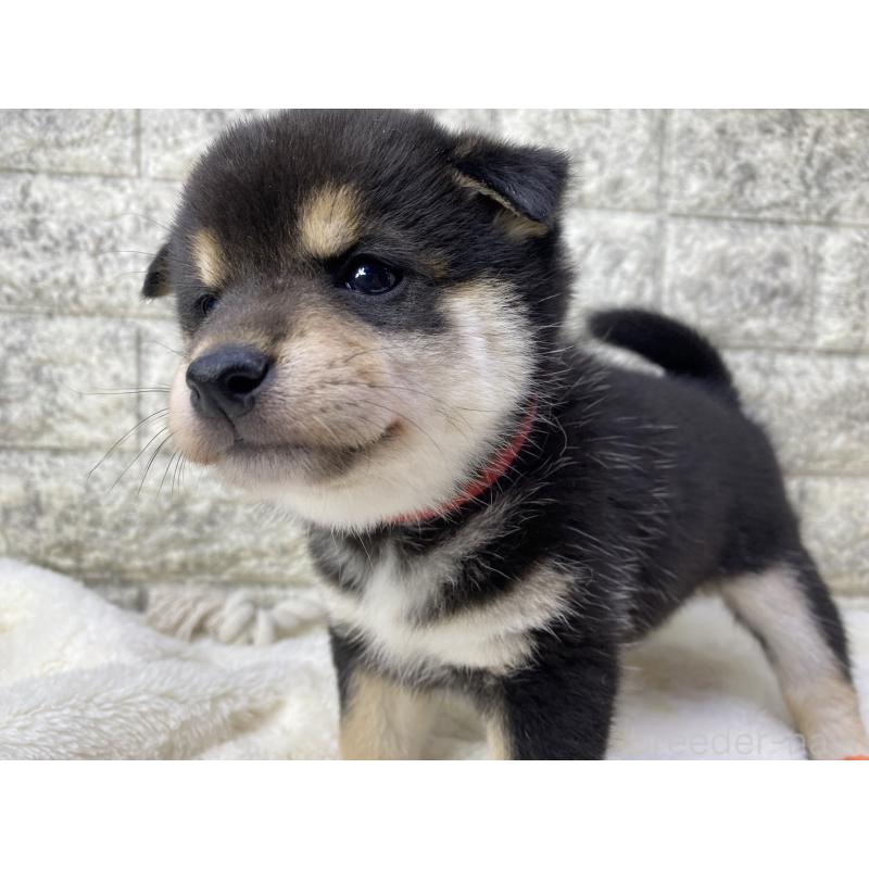 販売中の茨城県の柴犬-432557の4枚目