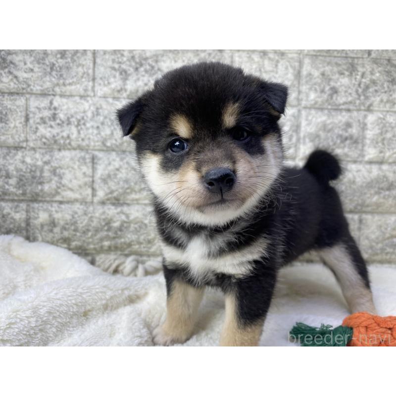 販売中の茨城県の柴犬-432557の3枚目