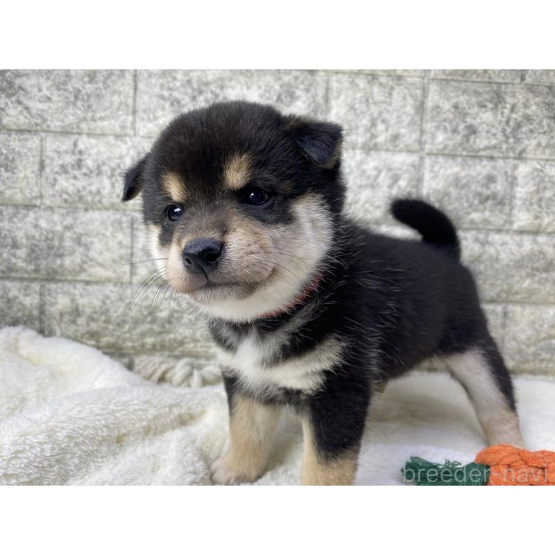 販売中の茨城県の柴犬-432557の2枚目