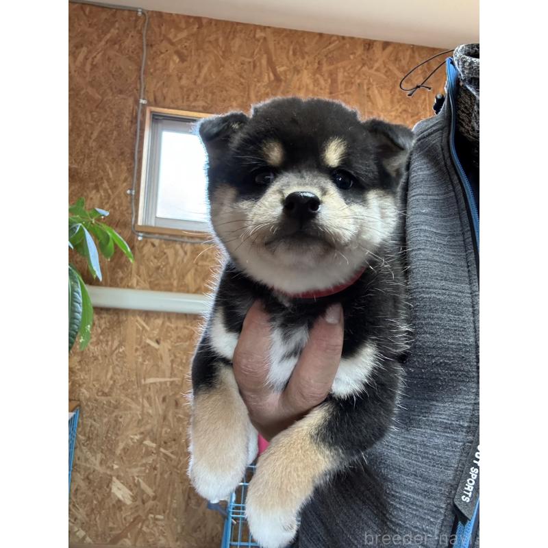 販売中の茨城県の柴犬-432557