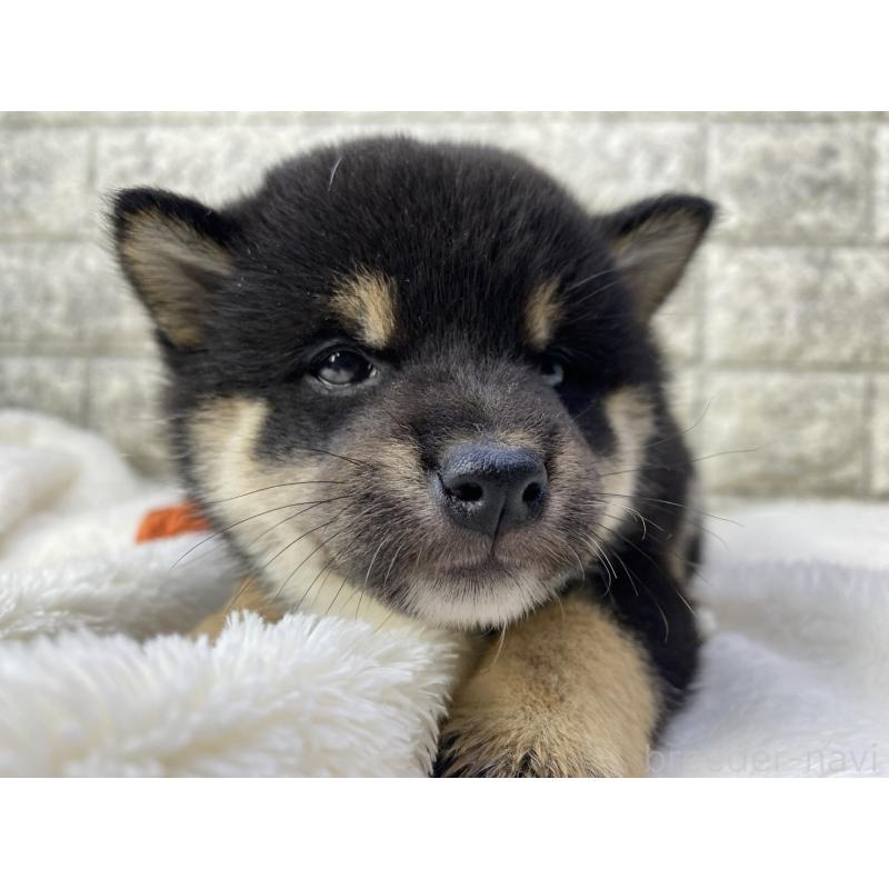 販売中の茨城県の柴犬-432558の5枚目