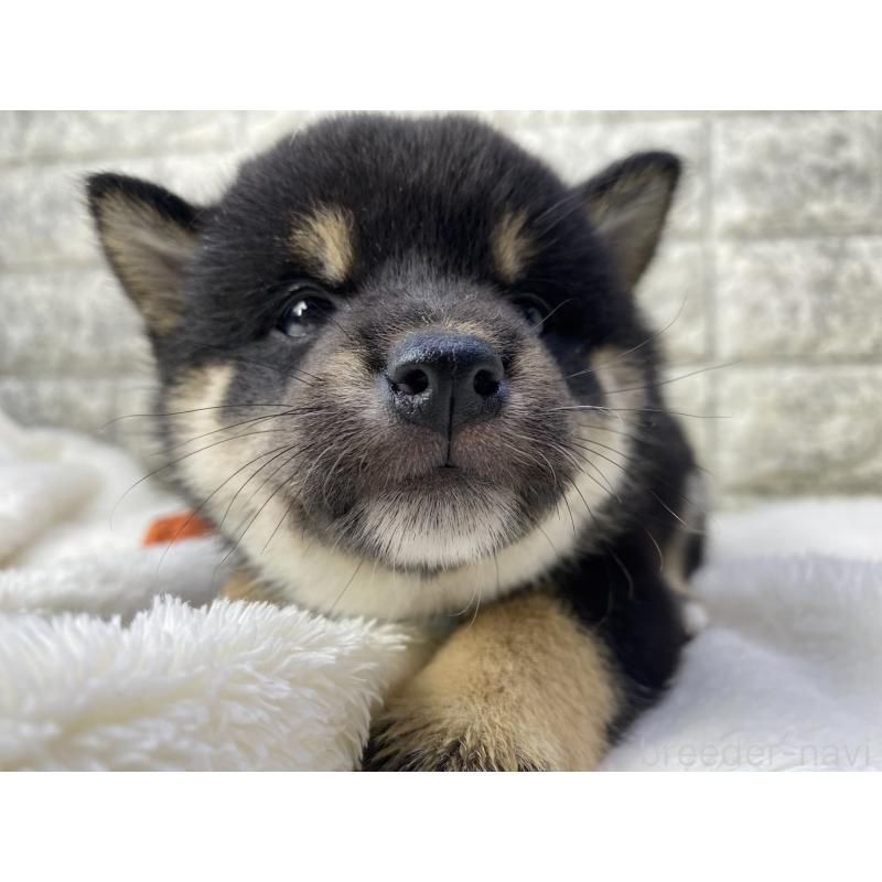 販売中の茨城県の柴犬-432558の4枚目