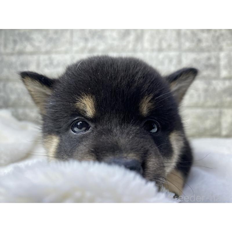 販売中の茨城県の柴犬-432558