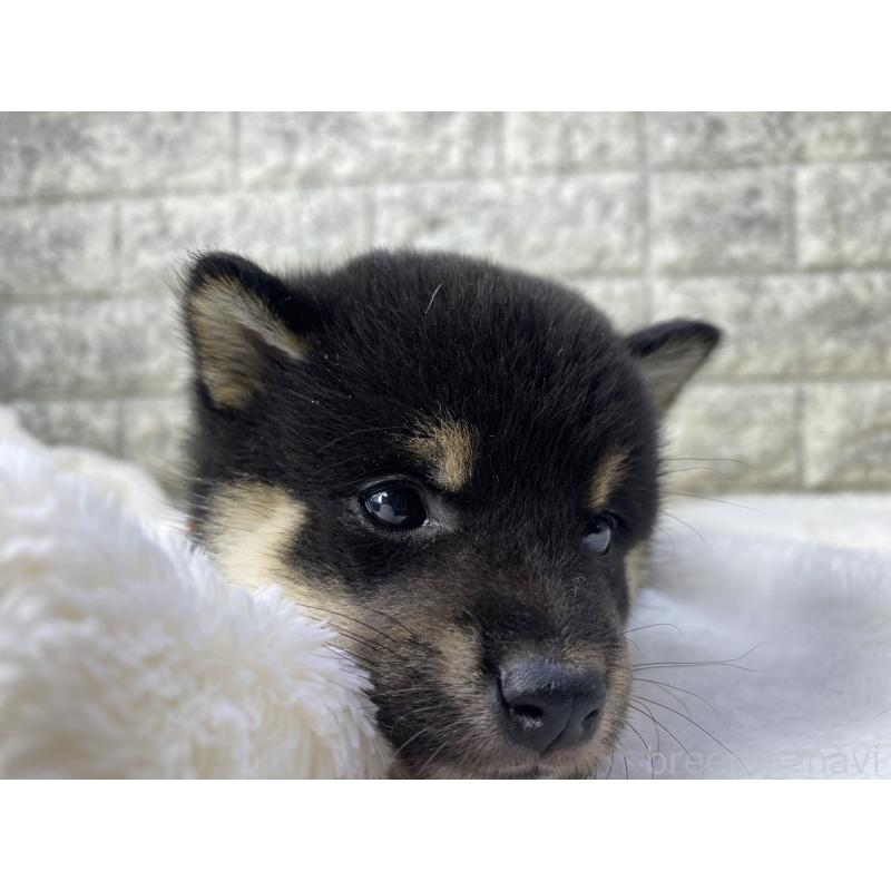 販売中の茨城県の柴犬-432558の3枚目