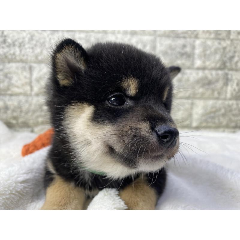 販売中の茨城県の柴犬-432558の2枚目