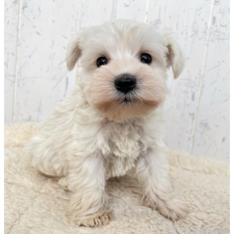 販売中の千葉県のミニチュアシュナウザー-432560