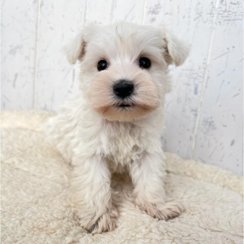 販売中の千葉県のミニチュアシュナウザー-432560の5枚目