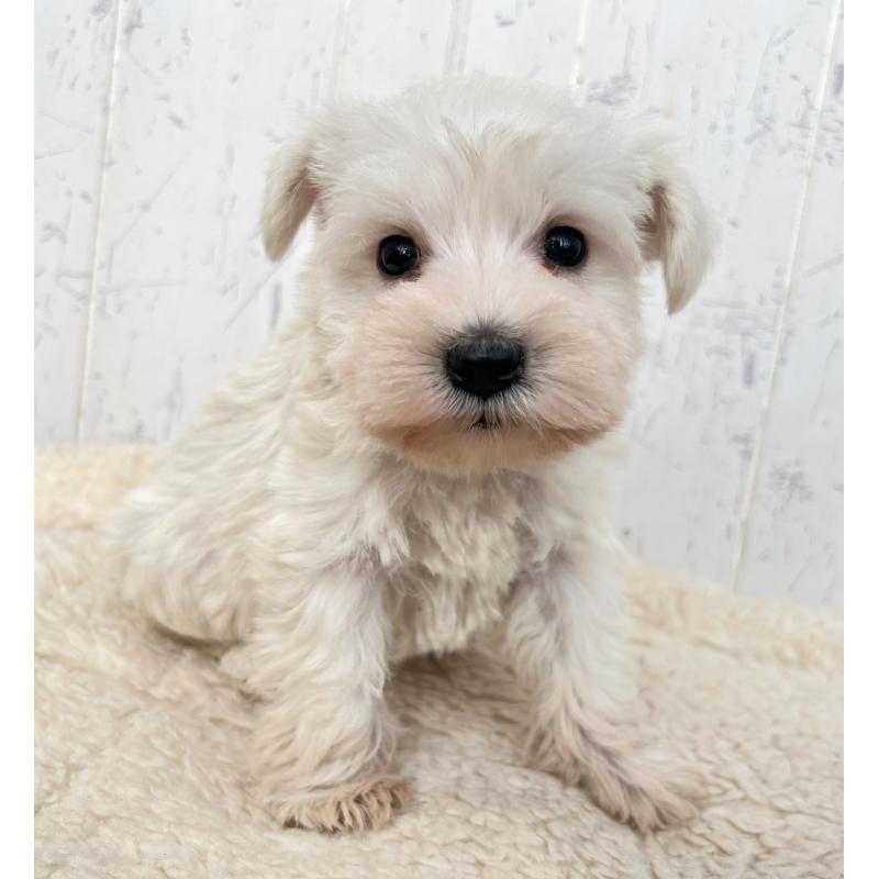 販売中の千葉県のミニチュアシュナウザー-432560の4枚目