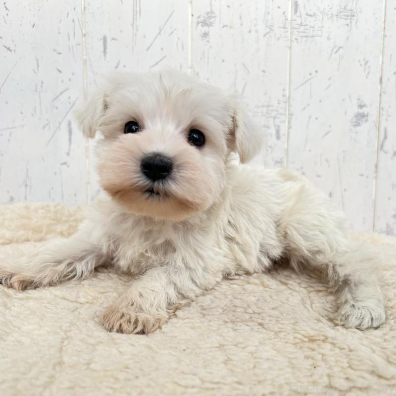 販売中の千葉県のミニチュアシュナウザー-432560の3枚目