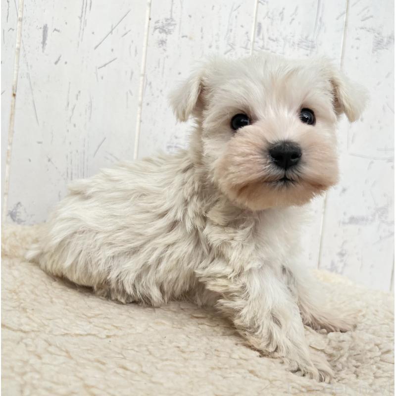 販売中の千葉県のミニチュアシュナウザー-432560の2枚目