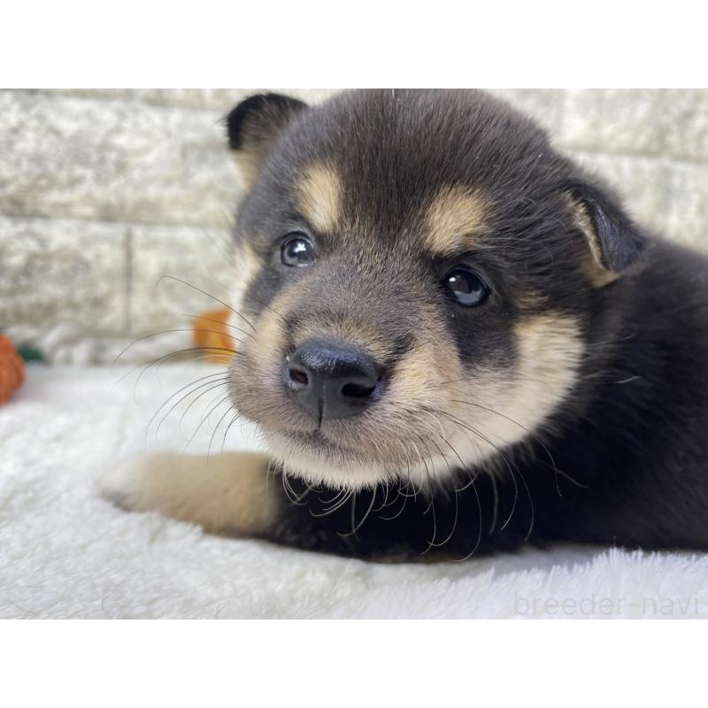 販売中の茨城県の柴犬-432559の5枚目