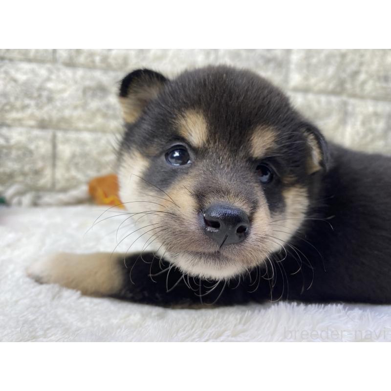 販売中の茨城県の柴犬-432559