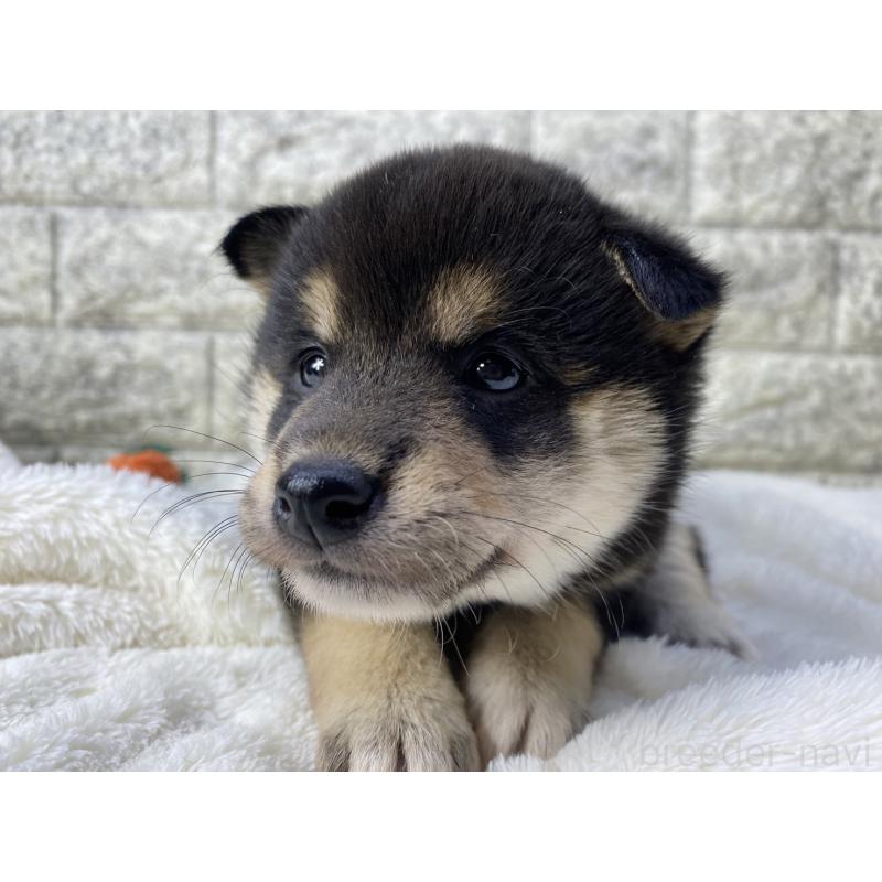 販売中の茨城県の柴犬-432559の4枚目