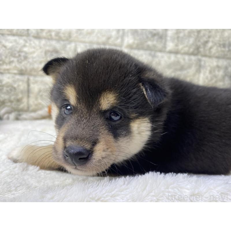 販売中の茨城県の柴犬-432559の2枚目