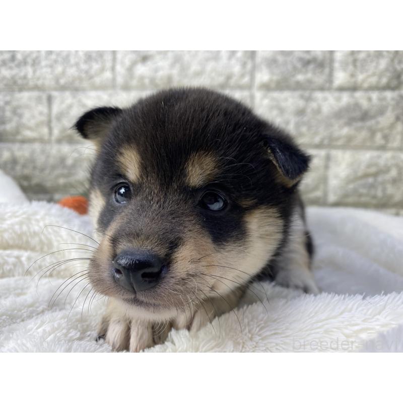 販売中の茨城県の柴犬-432559の3枚目