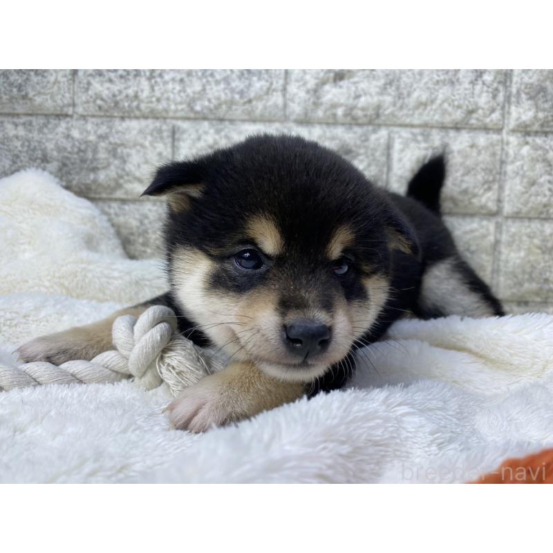 販売中の茨城県の柴犬-432562の5枚目