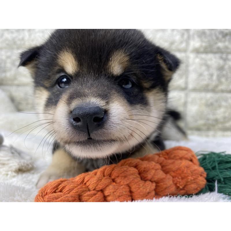 販売中の茨城県の柴犬-432562の4枚目