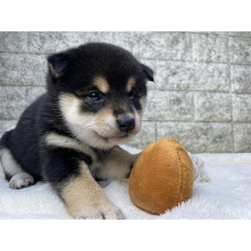 販売中の茨城県の柴犬-432562の3枚目