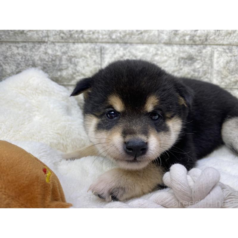 販売中の茨城県の柴犬-432562の2枚目