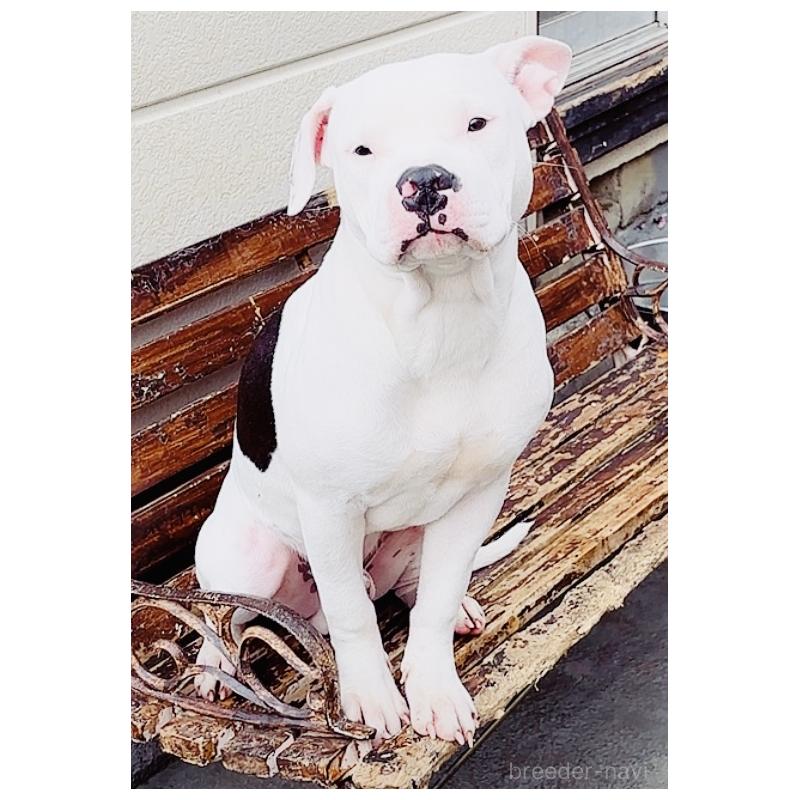 販売中の神奈川県のアメリカンピットブルテリア-392579の2枚目