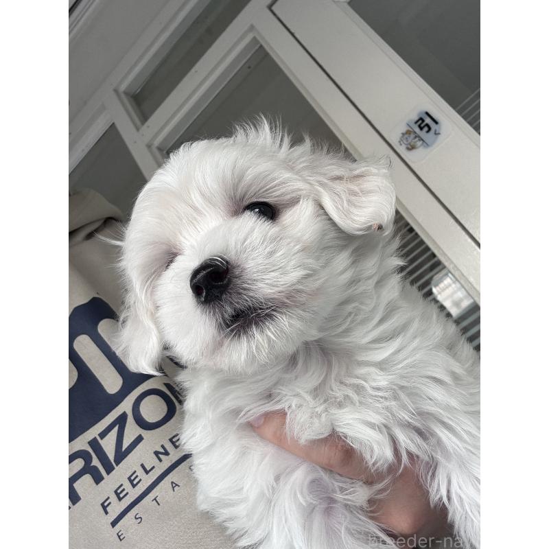 販売中の大阪府のマルチーズ-432563の6枚目