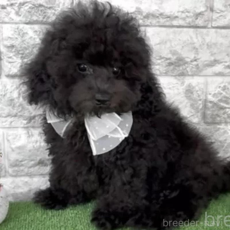 販売中の埼玉県のティーカッププードル-428488の3枚目