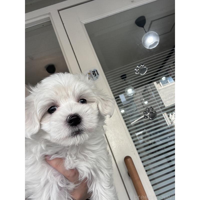 販売中の大阪府のマルチーズ-432563の5枚目