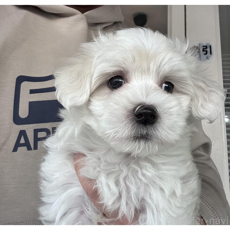 販売中の大阪府のマルチーズ-432563の4枚目