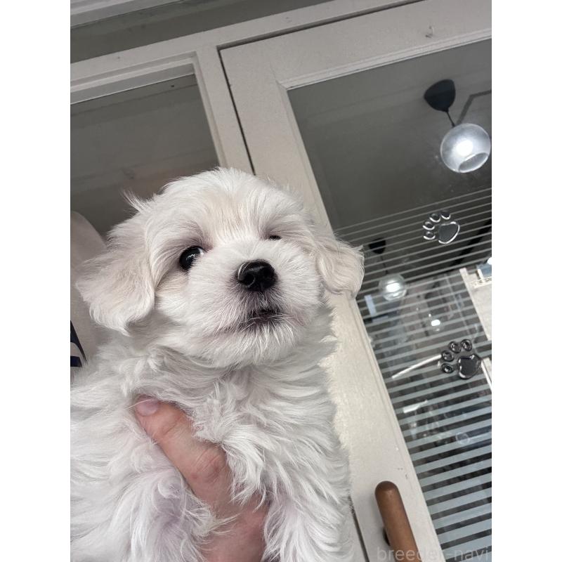 販売中の大阪府のマルチーズ-432563の3枚目