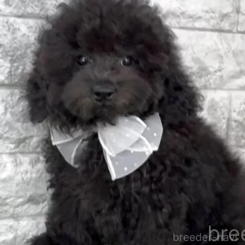 販売中の埼玉県のティーカッププードル-428488の2枚目