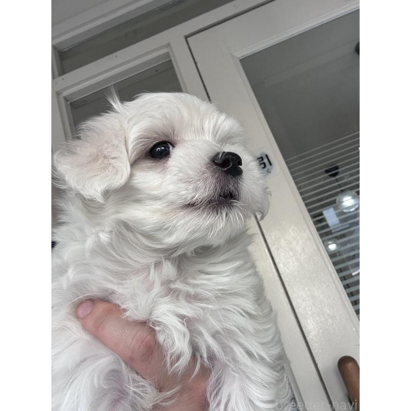 販売中の大阪府のマルチーズ-432563の2枚目