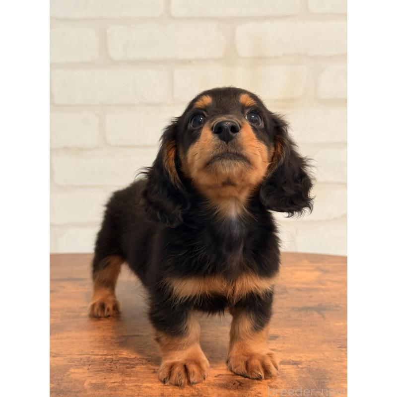 販売中の大阪府のミニチュアダックスフンド(ロングヘアード)-432564の7枚目