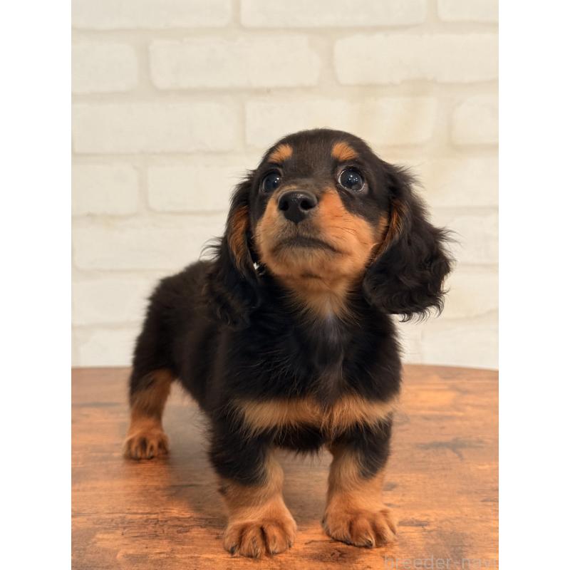 販売中の大阪府のミニチュアダックスフンド(ロングヘアード)-432564の6枚目